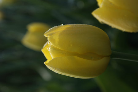 Morning Dewの写真素材