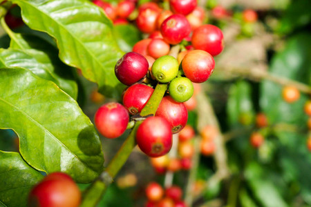 Red coffee cherry on the branchの写真素材
