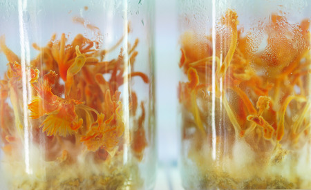 chong cao mushroom in glass bottle at temperature control room.の写真素材