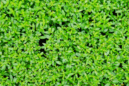 Green small leaves background.の写真素材