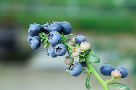 Fresh blueberry on tree.の写真素材