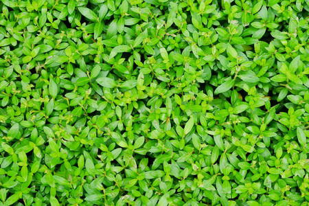 Green small leaves background.の写真素材