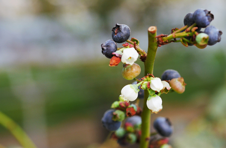 Fresh blueberry on tree.の写真素材