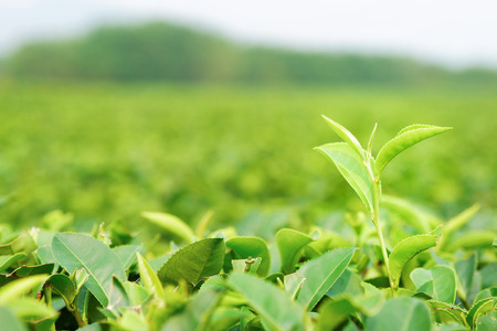 Tea buds whit blur the plantation background.の写真素材
