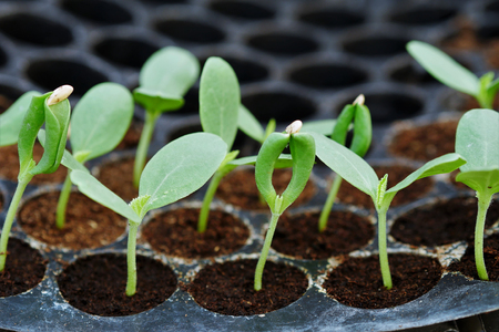 Baby melon tree growing in pot trayの写真素材