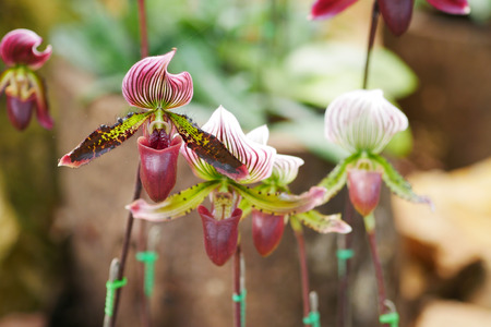 Lady's slipper orchidの写真素材