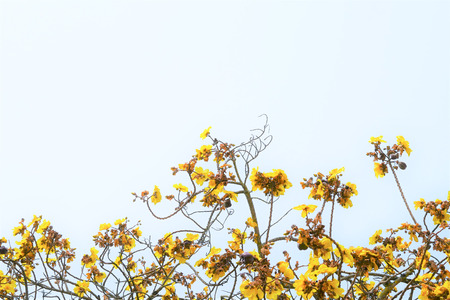 Yellow flower blossom tree with white sky background.の写真素材