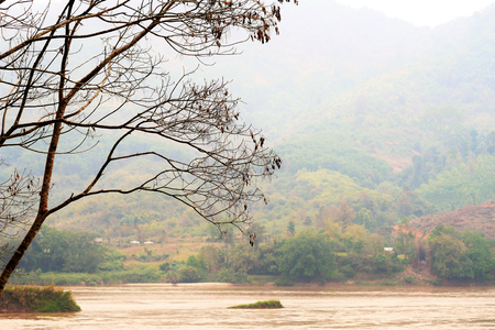 Dying tree with  river and fog cover mountain background. Mekong River, Chiang Rai, Thailand.の写真素材