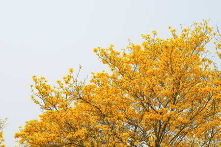 Yellow flower blossom tree with white sky background.の写真素材