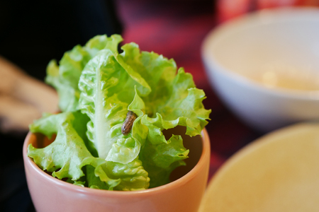 Worm on baby green cos lettuce salad in restaurant.の写真素材