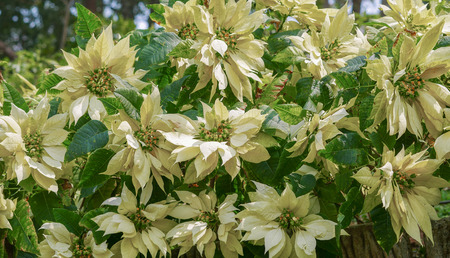 White poinsettia (Euphorbia pulcherrima) plantの写真素材