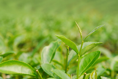 Fresh young tea bud and leaves, selective focus.の写真素材