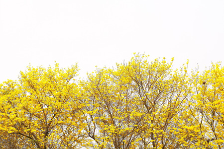 Yellow flower blossom tree with white sky background.の写真素材