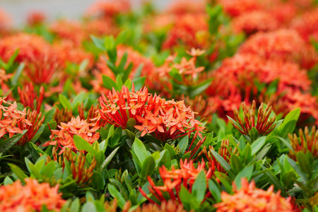Red spike flowers on tree.の写真素材