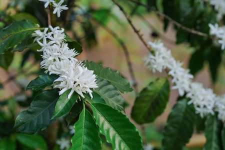 White coffee flowers on tree.の写真素材