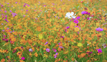 White cosmos in the colorful cosmos field.の写真素材