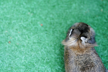 Back side of young small brown rabbit.の写真素材
