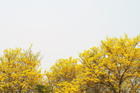 Yellow flower blossom tree with white sky background.の写真素材