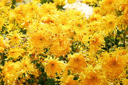 Yellow chrysanthemum bushの写真素材