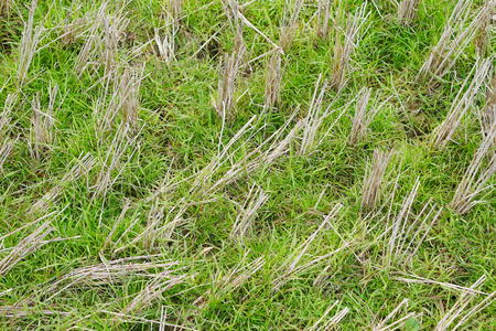 The dry paddy stubble left after harvesting as field residues.の写真素材