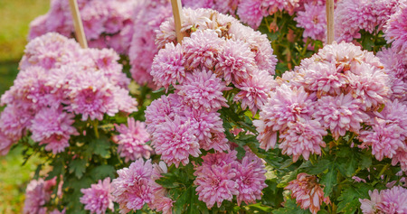 Pink Chrysanthemum bushの写真素材