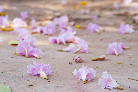 Pink trumpet flowers on ground.の写真素材