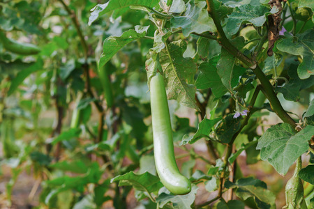 Long green egg plant on tree.の写真素材