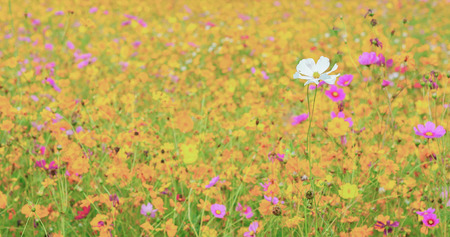 White cosmos in the colorful cosmos field.の写真素材
