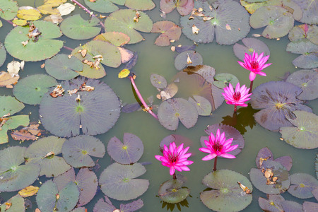 pink water lily flowers with leaves in fresh water pond.の写真素材