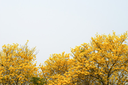Yellow flower blossom tree with white sky background.の写真素材