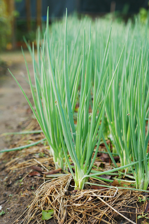 Spring onion growing in the vegetable garden.の写真素材
