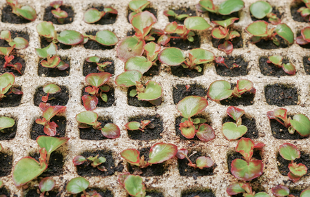 Plants nursaries in seedbed.の写真素材