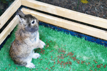 Yong small brown rabbit standing frozen on two legs and ears straight up and eyes wide open at the corner.の写真素材