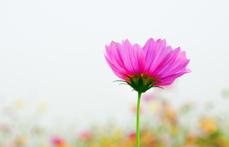 Pink cosmos flower with orange flower blur background.の写真素材