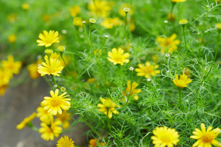 Dahlberg daisy bush.の写真素材