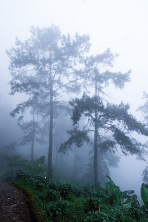 The view of mist cover pine tree on the hill.の写真素材