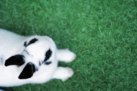 Top view of black and white rabbit laying on tummy with legs stretched out on green grass.の写真素材