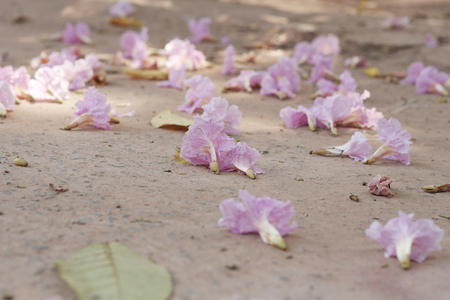 Pink trumpet flowers on ground.の写真素材