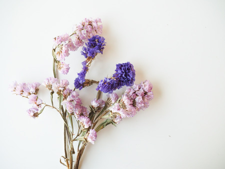 Pink and blue flower on white background.の写真素材