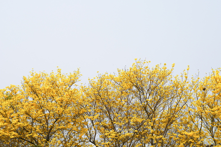 Yellow flower blossom tree with white sky background.の写真素材