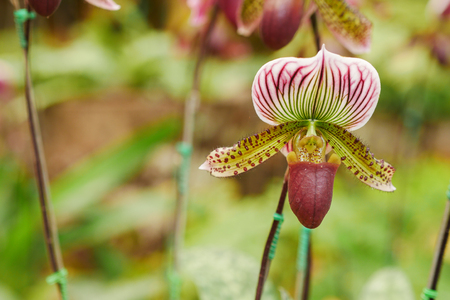 Lady's slipper orchidの写真素材