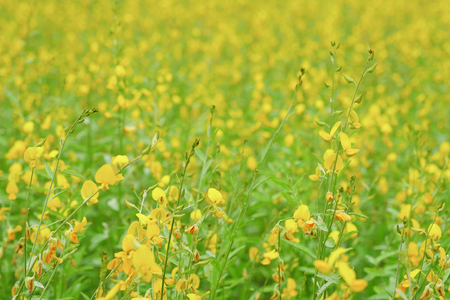 Sunn Hamp fieldの写真素材