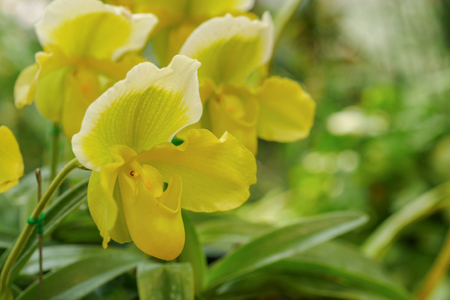 Lady's slipper orchidの写真素材