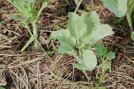 Baby chinese kale in garden plot.の写真素材