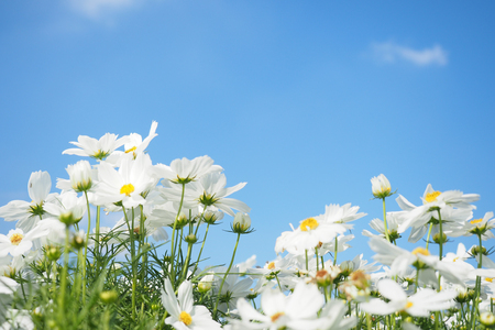 White cosmos flowers field with blue sky background.の写真素材