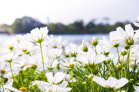 White cosmos flowers field.の写真素材