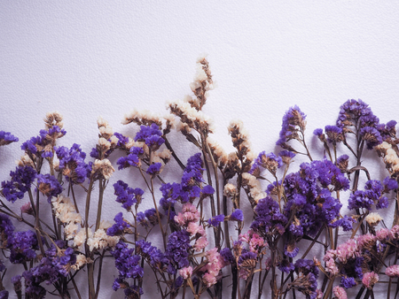 Blue, pink and whitie statice flowers with white background.の写真素材