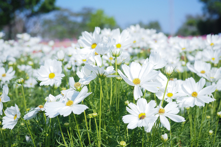 White cosmos flowers field.の写真素材