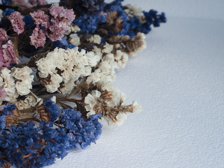Blue, pink and whitie statice flowers with white background.の写真素材