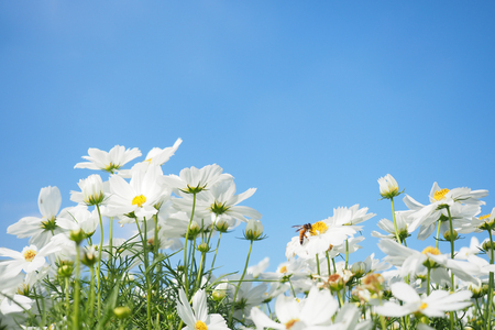 White cosmos flowers field and bee with blue sky background.の写真素材